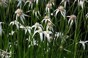 2025-08039871 Tower Hill Botanic Garden, MA